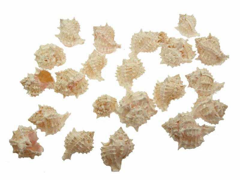 Pink Mure 5-6cm zak 1 kilo Pink Mure 5-6cm zak 1 kilo