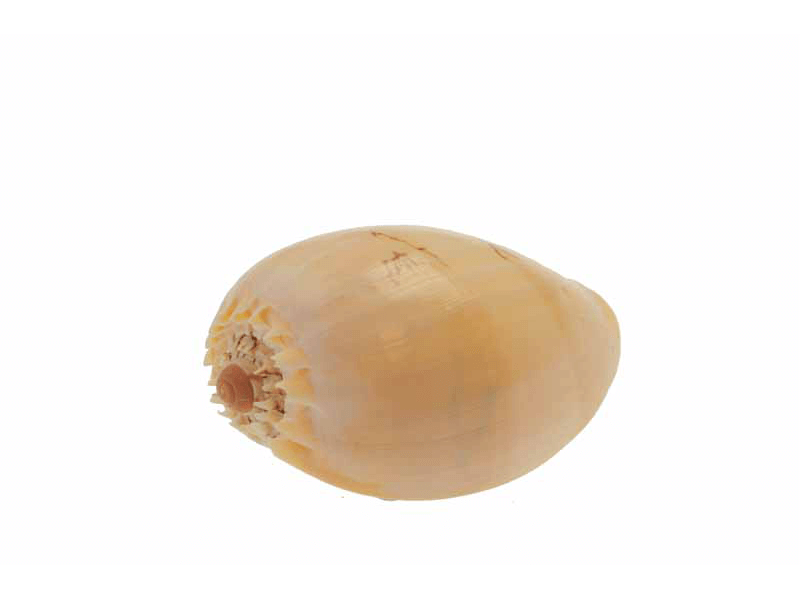 Philippine Melon Shell (Melo tessel Philippine Melon Shell (Melo tessel