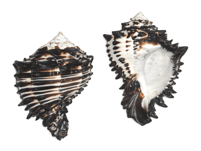 Schelp zwarte Murex 10-12cm