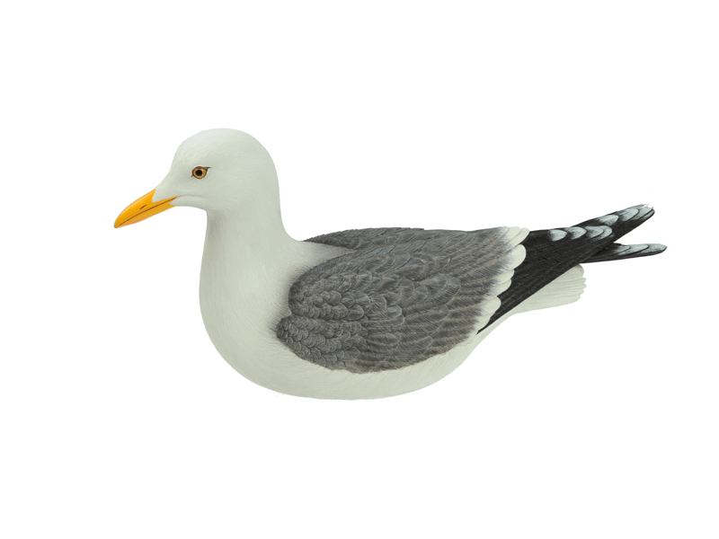 Seagull Seagull