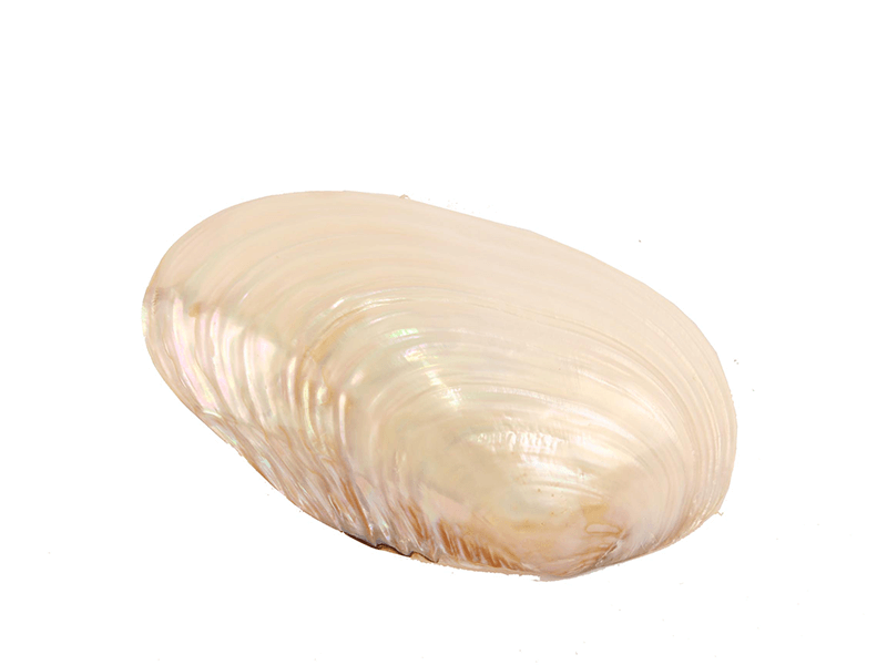 Abalone schelp 20cm Abalone schelp 20cm